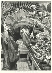 Er pflegte die Pflanzen, als ob er sie liebte! (Gravur)