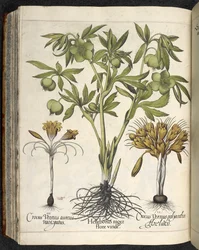 Helleborus niger (Schwarze Nieswurz), aus „Culpeper