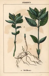 Hundspetersilie, aus 