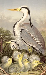 Reiher und Jungtiere