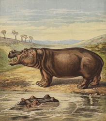 Nilpferd