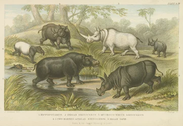 Nilpferd, Nashorn und Tapir (Farbstich)