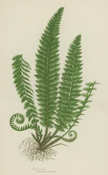 Stechpalmenfarn