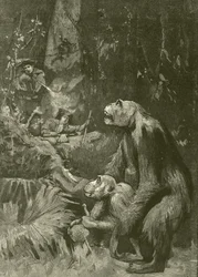 Heimat des Gorillas (Gravur)