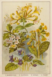 Geißblatt, Weißdorn, Schlüsselblume, Veilchen