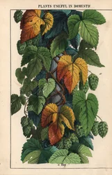 Hopfen mit grünen Früchten, aus "The Instructive Picturebook, or Lessons from the Vegetable World," [Charlotte Mary Yonge], Edinburgh