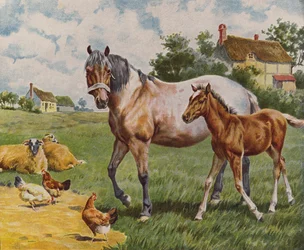 Pferd und Fohlen, Schafe und Hühner