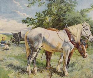 Pferde machen eine Pause von der Arbeit auf einem Bauernhof