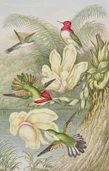 Kolibris unter tropischen Blumen
