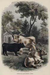 Ungarisches und schottisches Vieh (farbiger Stich)