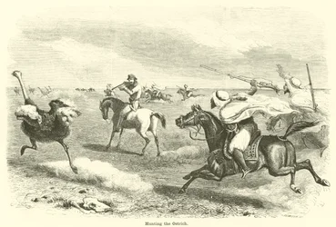 Die Straußenjagd