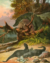 Ichneumon und Krokodil