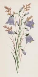 Illustration für Ein Traum von einem Garten
