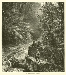In einem Wald von Formosa