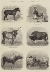 Indische Haustiere (Stich)