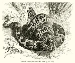 Indischer Python, der seine Beute erdrückt