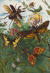 Insekten