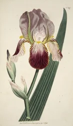 Iris Sambucina (Holunderduftende Iris), aus The Botanical Magazine or Flower Garden Displayed, veröffentlicht 1792 (handkolorierter Stich)