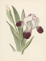 Iris Victorine