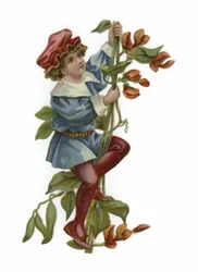 Hans und die Bohnenranke