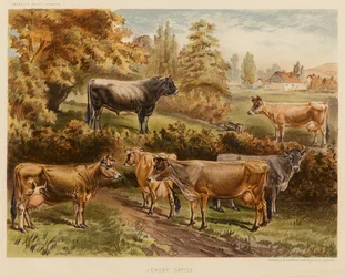 Jersey-Rinder