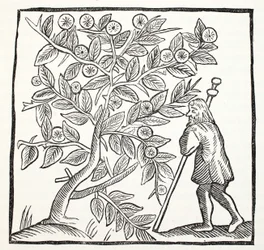 Joseph von Arimathäa und der Glastonbury-Dorn, Illustration aus Chap-books of the Eighteenth Century von John Ashton, veröffentlicht 1882