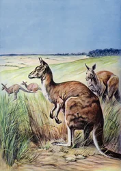 Kängurus, Australien (Farblithographie)