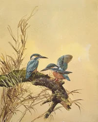 Eisvögel, ca. 1890