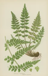 Lanzettfarn