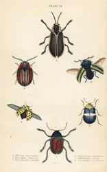 Blattkäfer: Alurnus marginatus 1, Eumolpus curpreus 2, Chrysolina cerealis 3, Taubnessel-Blattkäfer, Chrysolina fastuosa 4, Oedionychis cincta 5 und 22-Punkt-Marienkäfer Psyllobora vigintiduopunctata 6