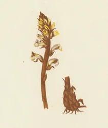 Kleine Sommerwurz, Orobanche Minor