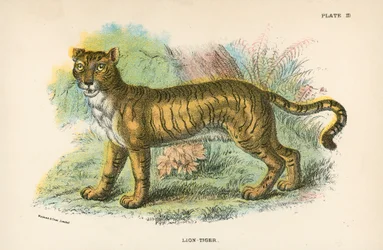 Löwe-Tiger