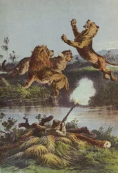 Löwenjagd bei Nacht