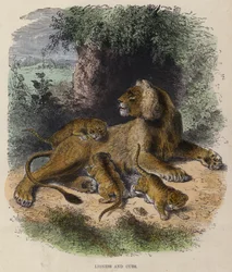 Löwin und Junge