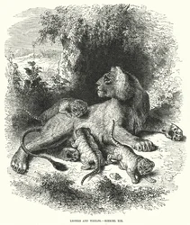 Löwin und Junge, Ezechiel XIX (Stich)