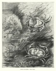 Kleine Baumeister, Die Krabbe