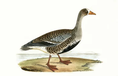 Kleine Weißwangengans, Illustration aus 