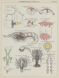 Hummer, Homarus Vulgaris (Farblithografie)