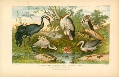 Langbeinige Vögel (Farblithografie)