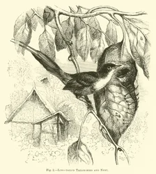 Langschwanzschneider und Nest