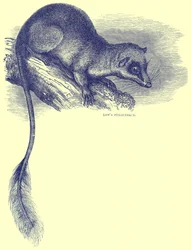 Lows Ptilocerque, Illustration aus Cassells Natural History
