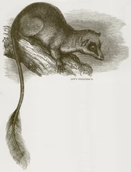 Lows Ptilocerque, Illustration aus Cassells Natural History