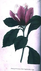 Magnolie (Magnolia purpurea), Tafel 390 aus William Curtis