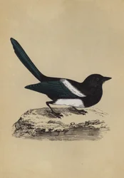 Elster (Farblithografie)