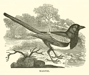Elster (Gravur)