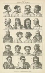 Mensch. Verschiedene Menschenrassen (Stich)