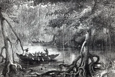 Mangrovenwald, Frontispiz-Illustration aus 