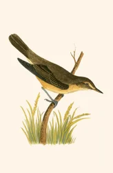 Rohrsänger, Illustration aus 