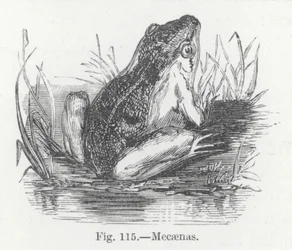 Mecaenas (Gravur)