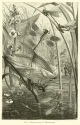 Metamorphosen von Libellen